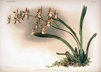Odontoglossum constrictum als syn.: Odontoglossum sanderianum